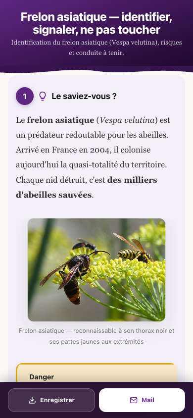 Flyer nature - Frelon asiatique : identification, risques, que faire